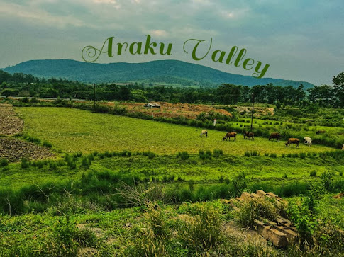 Araku Valley: The Wild, Quiet Beauty That Stays With You araku valley: the wild, quiet beauty that stays with you