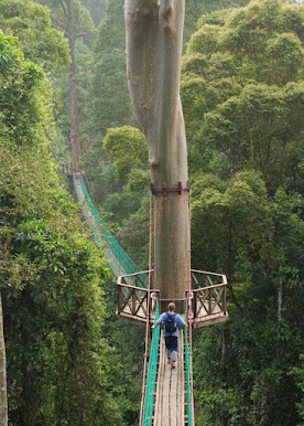 Danum Valley: The Wild Heart of Malaysia danum valley: the wild heart of malaysia